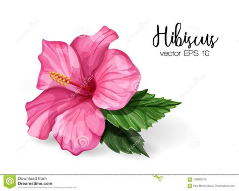 Vector Realistic Hibiscus Flower Leaves Pink Stock Vector