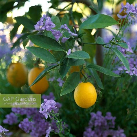 Nearly everyone recognizes a red rose as the symbol of true love and a white rose as a symbol of purity, but other forms of. GAP Gardens - Citrus limon - Lemon tree underplanted with ...