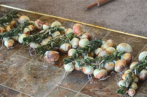 How To Braid And Store Onions The Elliott Homestead