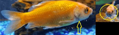 Dark Spots On Goldfish Any Idea Whats Going On Rgoldfish