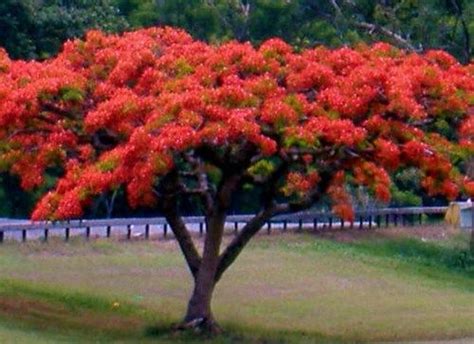 El Flamboyan Tree Pr Isla Del Encanto Puerto Rico Pinterest