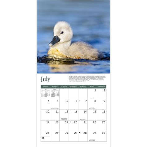 Vfw Bird Calendar 2022 Academic Calendar 2022