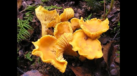 How To Find Chanterelle Mushrooms In North Michigan Cantharellus