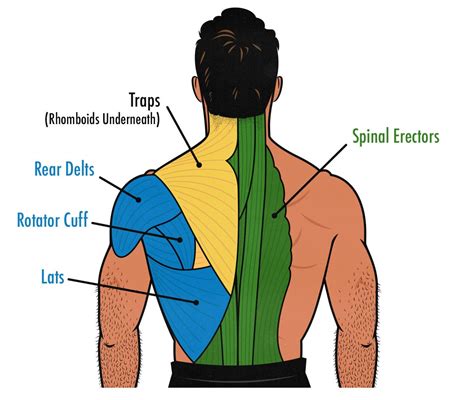 Back Muscle Anatomy Chart Labeled Anatomy Chart Of Ma