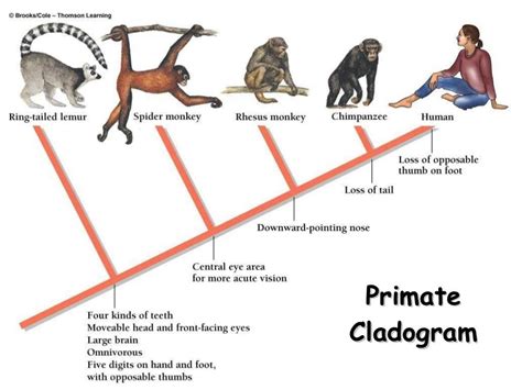 Primate Cladogram Copyright Cmassengale Biology Lesson Plans Life