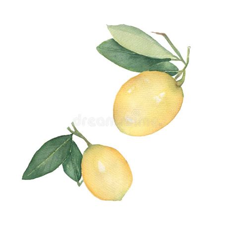 Set Of Lemons Isolated On White Background Hand Drawn Watercolor