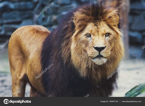 A Beautiful Portrait Of A Big Wild Male Lion — Stock Photo