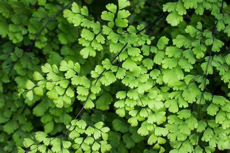 Maidenhair Ferns How To Grow And Care For Them Better Homes And Gardens