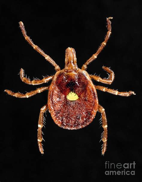 Lone Star Tick Photograph By Science Source Fine Art America