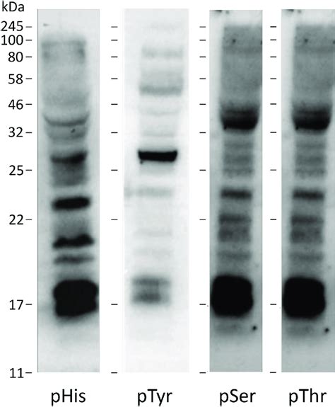 Western Blots Of 16hbe14o Cell Lysates Probed With Phosphoantibodies