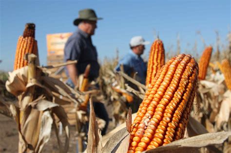 El Maíz El Nuevo Embajador Agrícola Agrovoz