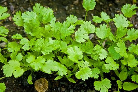 Growing Cilantro A Complete Guide On How To Plant Grow And Harvest