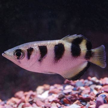 The burmese archer fish, also called the clouded archer fish after the attractive cloud shaped spots on the body, is a pretty archer wild caught in burma. Archer Fish