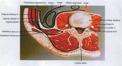 Transversus Abdominis Muscle Colon Ureter Inferior V Open I