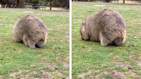 Baby Wombat Eats While Sitting In Mums Pouch Youtube