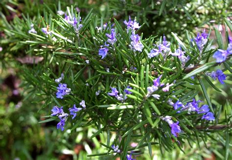 Interesting Facts About Rosemary Plants 3 Recipes Top