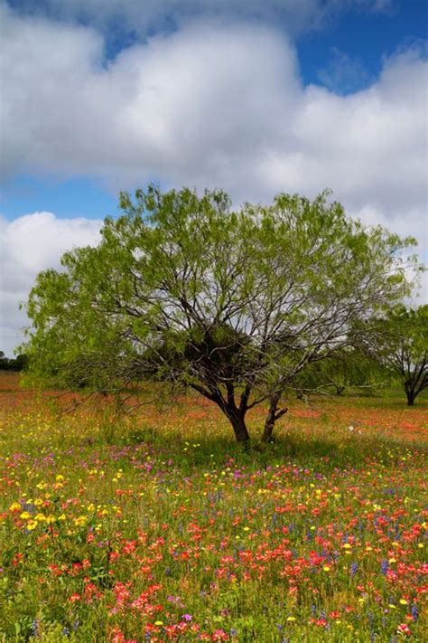 Mesquite Tree And Flowers Atascosa County Texas Mesquite Tree