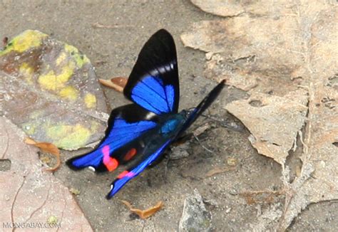 Rhetus Periander Butterfly Manu Manu10232323a