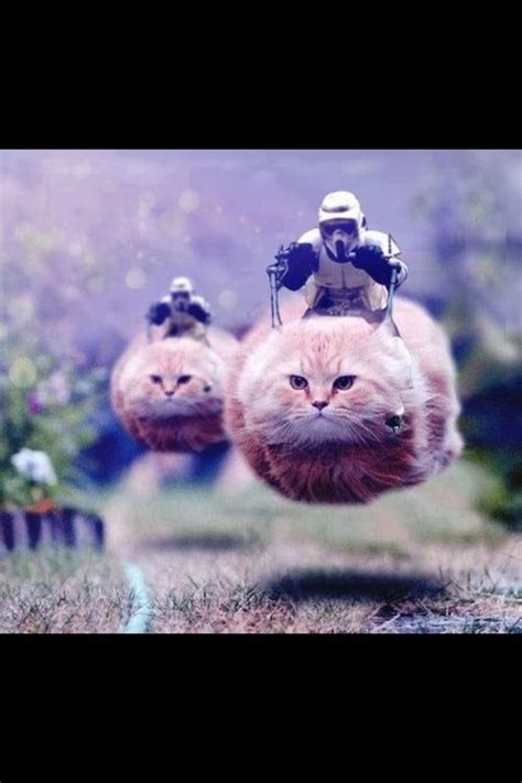 Flying Cats Meme Star Wars Animali Divertenti Gattini