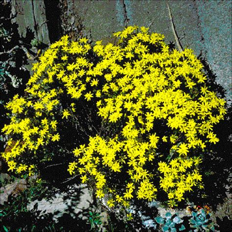 In 1998, the el paso plant produced 120,320 tons of copper anodes and 347,674 tons of sulfuric acid. Chihuahuan Desert Plants: Chrysactinia mexicana