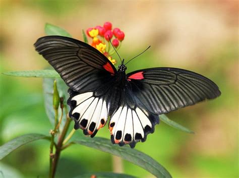 The female is polymorphic and with mimetic forms. Papilio memnon agenor (female) | Beautiful butterflies ...
