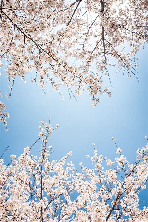 White Cherry Blossom Under Blue Sky During Daytime Hd Phone Wallpaper