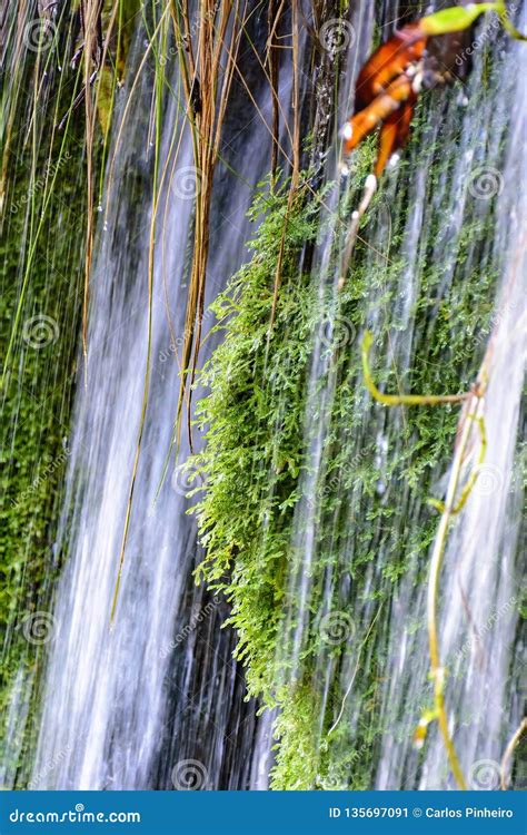 Moss And Vegetation Between The Waters And Stones Of A Clear Waterfall