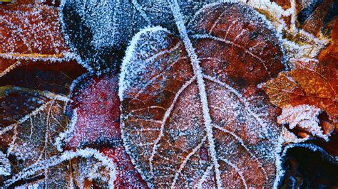 Wallpaper Leaves Nature Winter Ice Frost Coral Freezing Art