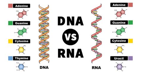 Dna Vs Rna Definition And Key Differences