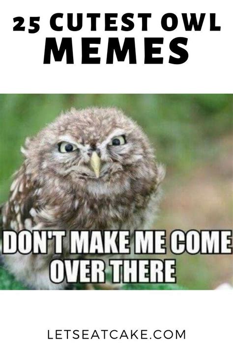 Just 25 Of The Cutest Owl Memes To Brighten Your Day In 2021 Funny