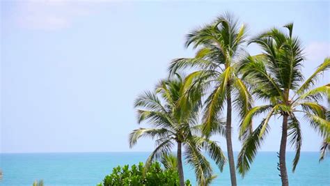 Tropical Palms Gently Swaying In The Breeze On A Warm Summer Day Stock