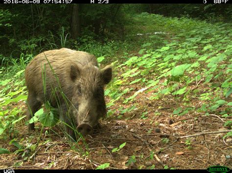 Despite Nuclear Accident Animal Life Is Thriving Around Fukushima