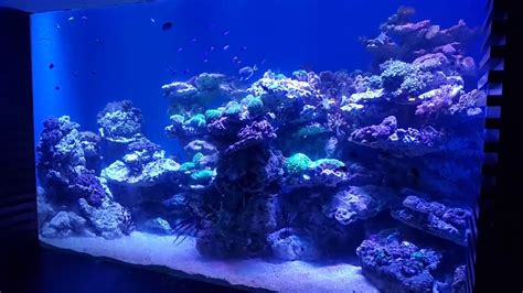 3000l Reef Aquarium Setting And Installation Youtube