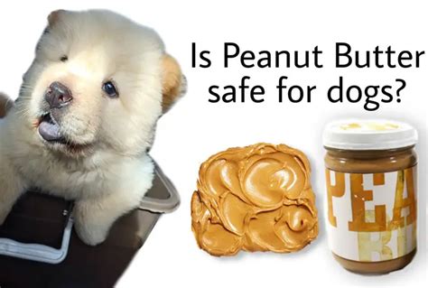 Is Peanut Butter Safe For Dogs