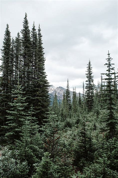 Pine Trees In Banff National Park By Stocksy Contributor Justin
