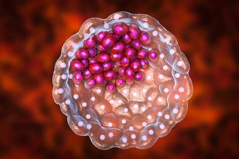 Blog Blastoids Mimic IVF Derived Blastocysts When Grown In A 3D