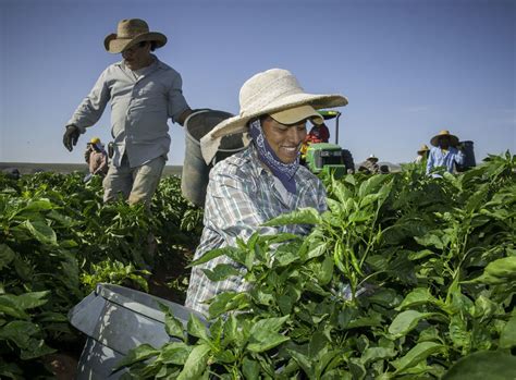 New Mexico Green Chile Growers Want New Guest Worker Program Local