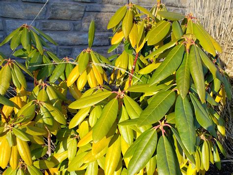 Rhody Leaves Turning Yellow Use These Tips To Help Them Thrive Ask An