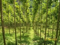 Manfaat Dan Kegunaan Pohon Jati Tectona Grandis Saka Wanabakti Kawali