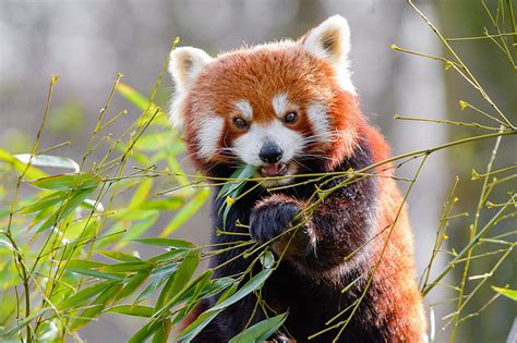 Red Panda Bamboo Animal Hd Wallpaper Peakpx