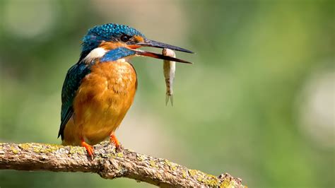 Kingfisher With Fish Wallpaper For Desktop 1920x1080 Full Hd