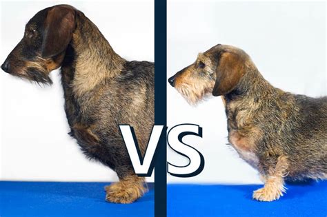 Whats The Difference Between A Dachshund And A Miniature Dachshund