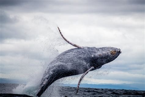 Black And White Whale Jumping On Water · Free Stock Photo