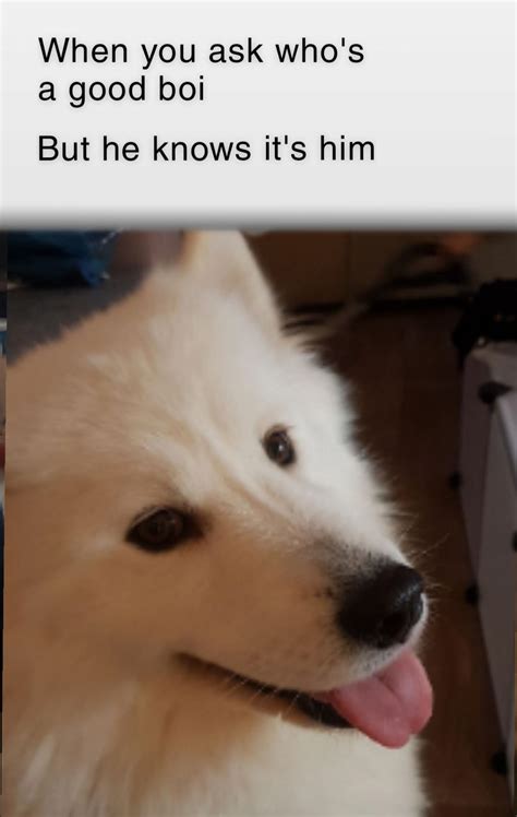What A Good Boi R Wholesomememes Wholesome Memes Know Your Meme