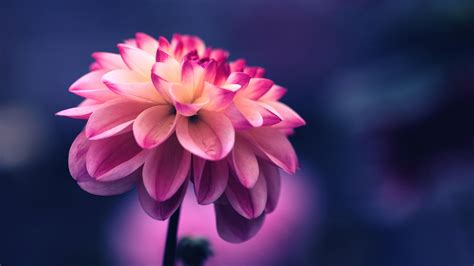 Flower Pink Petals Bud Close Up 4k Hd Wallpapers Hd Wallpapers Id