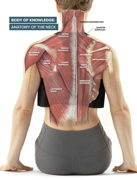 Shoulder muscles and shoulder tendons. Get to Know … Your Neck Muscles | Scribd