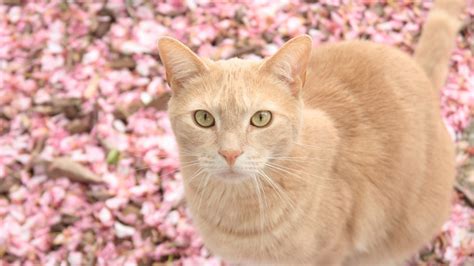 2048x1152 Cat On Pink Flowers 2048x1152 Resolution Hd 4k