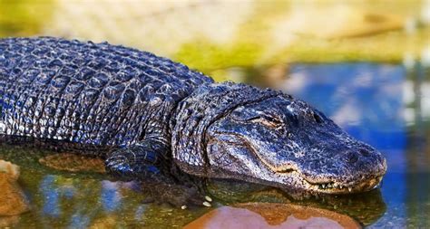 Dangerous American Alligator In Water - The Communication Guys
