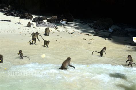 Monkey Beach Phi Phi Islands Phi Phi Island Places To Go Island