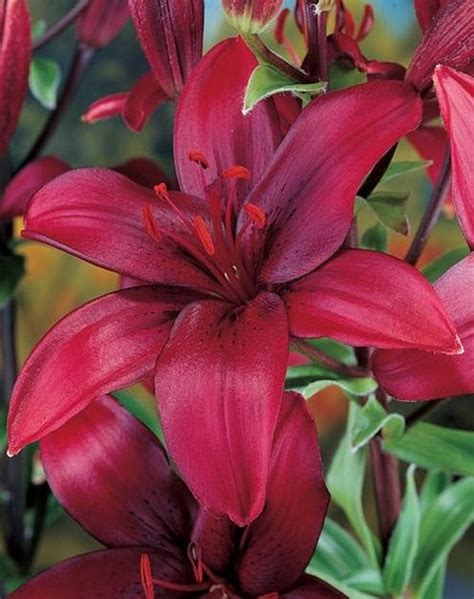 85 Best Types Of Lilies Garden Lily Variety Names Balcony Garden Web